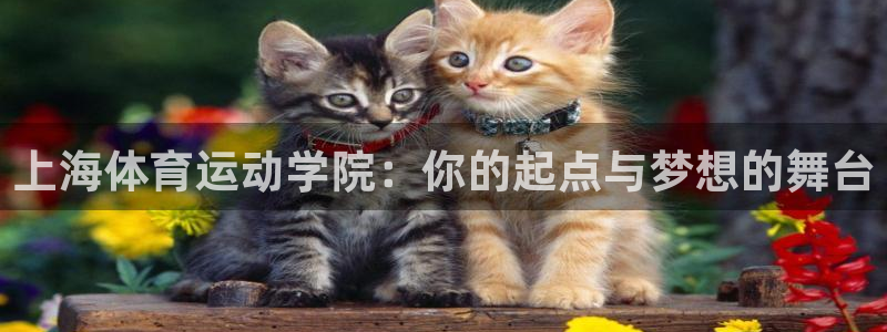 3377体育退款最新政策：上海体育运